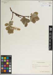 Foto von Salix lanata L.